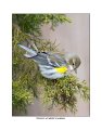 7551-1 yellow-rumpted warbler